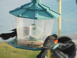 Blackbirds at feeder