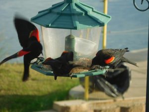 Red-wings at feeder