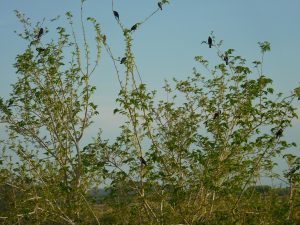 Blackbirds in trees