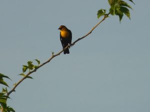 Yellow-headed blackbird Blythe